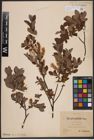 Foto von Salix aurita L. x Salix myrtilloides L.